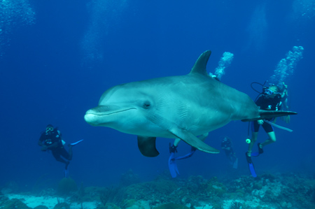Diving With the Dolphins
